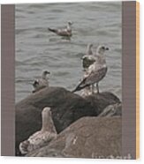 Gulls On The Rocks Wood Print