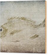 Gyotaku Fish Rubbing Japanese Wood Print