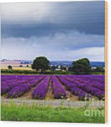 Hampshire Lavender Field Wood Print