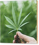 Hand Holding Marijuana Leaf With Cannabis Plants In Background Wood Print