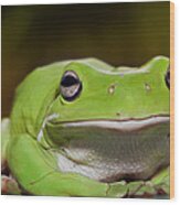 Happy Frog 0003 Wood Print