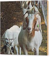 Happy Goat Wood Print