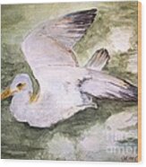 Harbor Sea Gull Wood Print