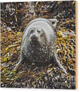 Harbor Seal Wood Print