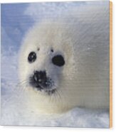 Harp Seal Pup Wood Print