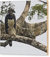 Harpy Eagle In Kapok Tree Wood Print
