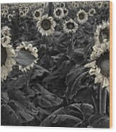 Haunting Sunflowers Field 3 Wood Print