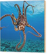 Hawaii, Day Octopus _octopus Cyanea_. Wood Print