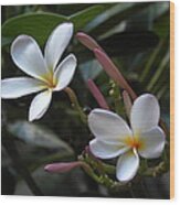 Hawaiian Plumeria Wood Print