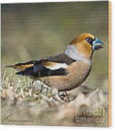 Hawfinch's Profile Square Wood Print