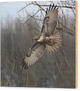 Hawk In Flight Wood Print