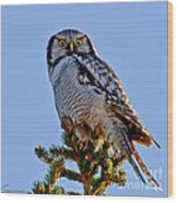 Hawk Owl Square Wood Print