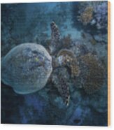 Hawksbill Sea Turtle Wood Print