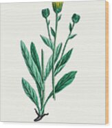 Hawkweed Chicory Plant 19th Century Wood Print