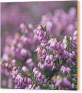 Heather (erica Carnea) Wood Print