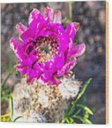 Hedgehog Cactus In Bloom - Enchanted Rock Fredericksburg Texas Hill Country Wood Print