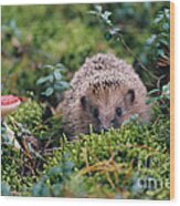 Hedgehog, Russia Wood Print