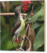 Her Highness - Purple Rumped Sunbird Wood Print