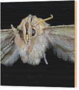 Herald Moth Wood Print