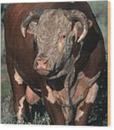 Hereford Bull Wood Print