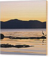 Heron And The St. Lawrence. La Pocatiere. Quebec Wood Print