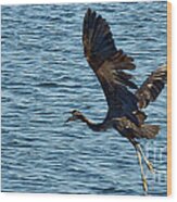 Heron In Flight Wood Print