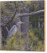 Heron In The Pines Wood Print