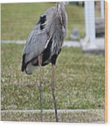 Heron On The Edge Wood Print