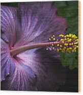 Hibiscus Bloom In Lavender Wood Print