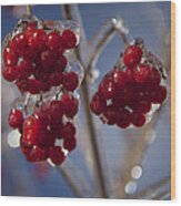 High Bush Cranberries Wood Print