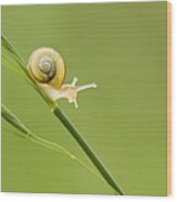 High Speed Snail Wood Print