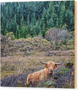 Highland Cow Wood Print