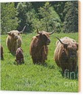 Highland Cows And Calves - Glenlivet - Scotland Wood Print