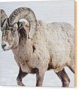 Big Horns On This Big Horn Sheep Wood Print