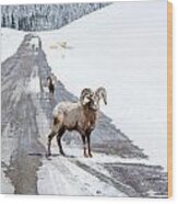 On The Road Again Big Horn Sheep Wood Print