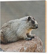 Hoary Marmot On A Boulder Wood Print