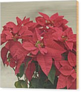 Holiday Poinsettia Wood Print