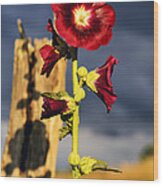 Hollyhock And Storm Clouds Wood Print