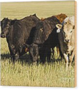 Home On The Range Cows In Amarillo Texas Wood Print