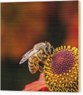 Honeybee At Work Wood Print