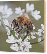 Honeybee On Cilantro Wood Print
