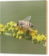 Honeybee On Goldenrod Twig Wood Print