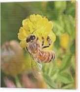 Honeybee On Hop Clover Wood Print