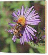 Honeybee On Purple Wild Aster Wood Print
