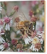 Honeybee Sipping Nectar On Wild Aster Wood Print