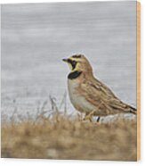 Horned Lark Wood Print