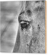 Horse 1 Wood Print