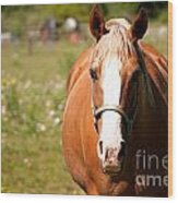 Horse Howdy Wood Print