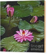 Hot Pink And Green Tropical Waterlilies Wood Print