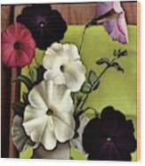 House & Garden Cover Illustration Of Petunias Wood Print